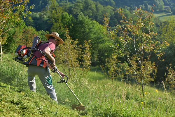 Cost of Slope Trimming in Asheville